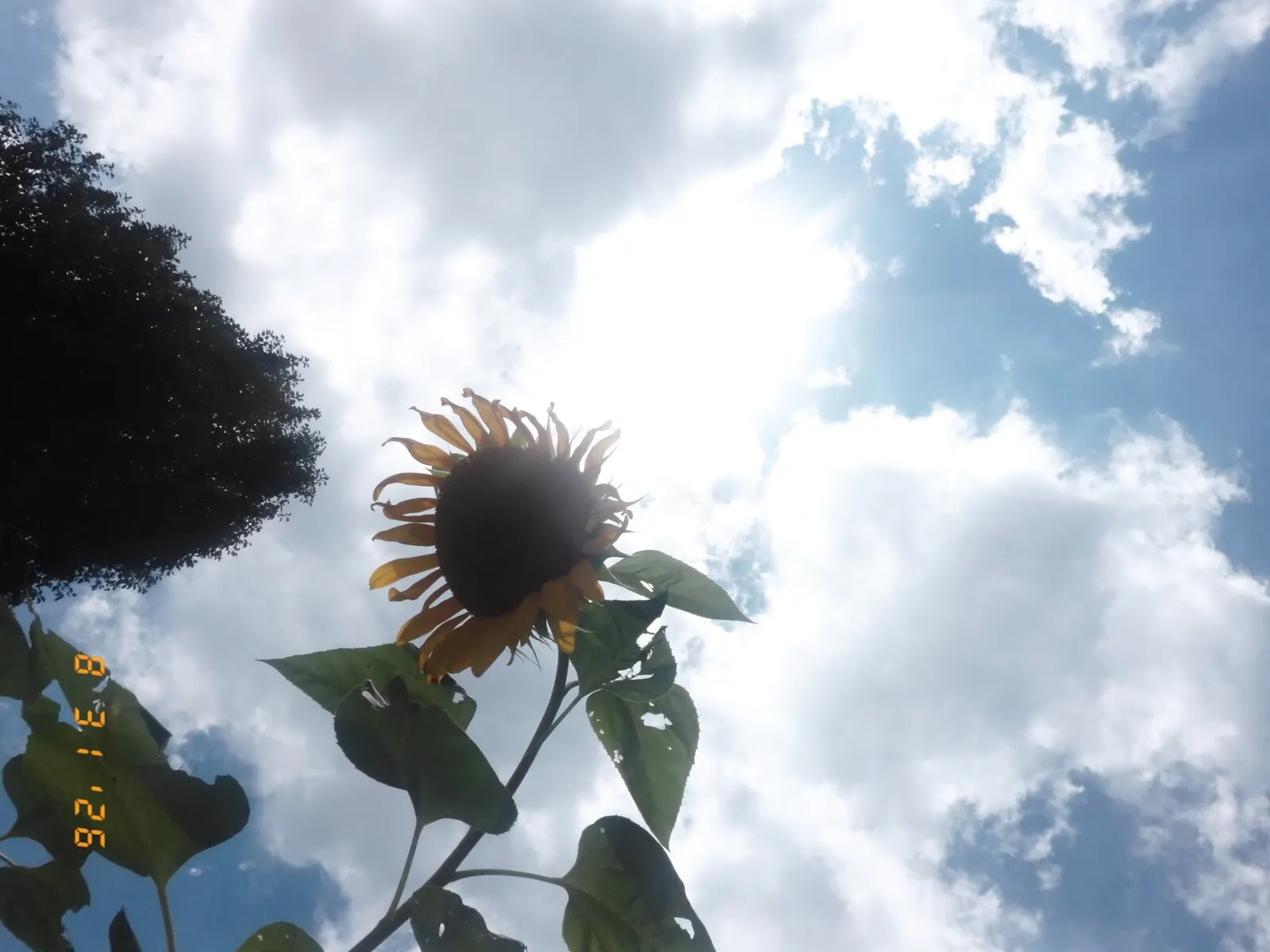 A sunflower backlit against a bright, cloudy summer sky, seen from below